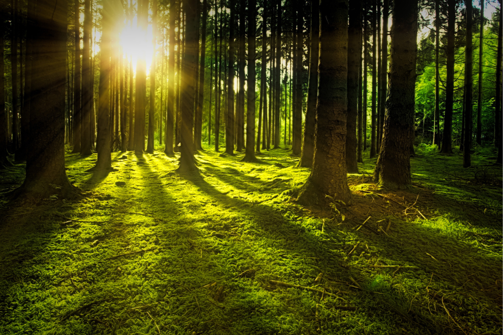 Cos'è il Forest Bathing e dove si può praticare?