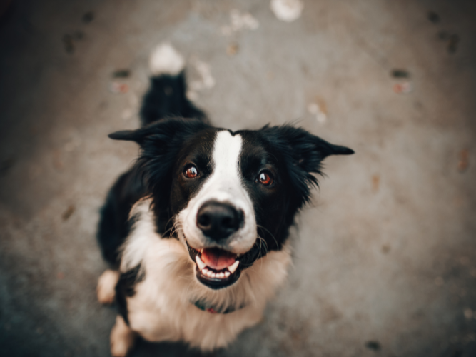 Bambini e cani: una palestra emotiva